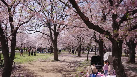 Hanami-cherry-blossom-viewing-in-Osaka-Japan,-Pan-to-the-Right-over-Families-and-People-watching-Cherry-Blossoms