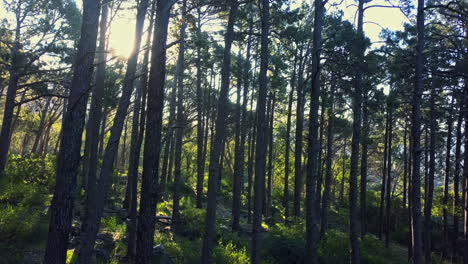 4k-drone-footage-of-trees-in-a-forest