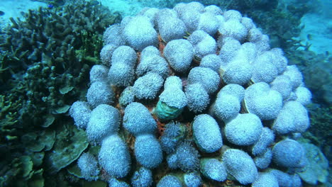 El-Coral-Es-El-Hogar-De-Muchas-Especies-De-Peces