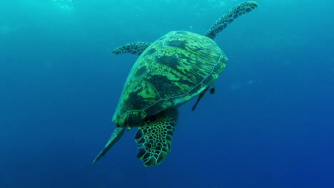 Eine-Grüne-Meeresschildkröte,-Die-Unter-Wasser-Schwimmt