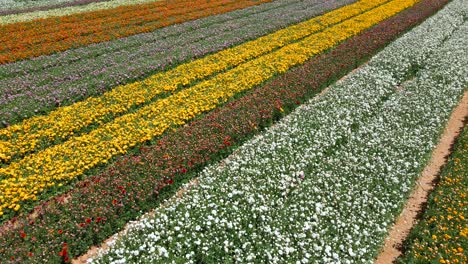 Buttercup-Field-at-southern-district-Israeli-Kibbutz-From-Above