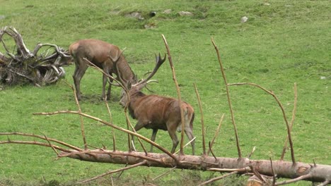 Pair-Of-Deer-With-Antlers-Outside-Eating-Grass-At-Zoo-With-One-Shaking-Its-Body-And-The-Other-Resting-On-The-Ground