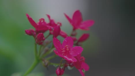Nahaufnahme-Einer-Rosa-Blume-Mit-Regen-In-Der-Stadt-Diu-In-Indien
