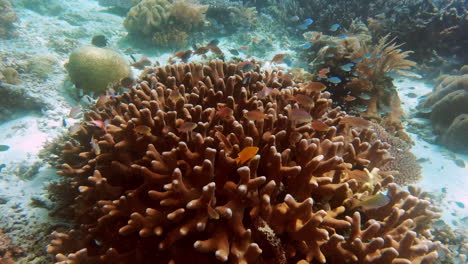 Lebewesen-Der-Koralle