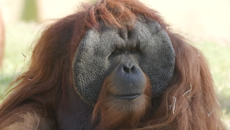An-orangutan-sitting-in-its-enclosure-at-a-zoo