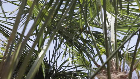 Palm-tree-leaves-blowing-in-the-summer-breeze