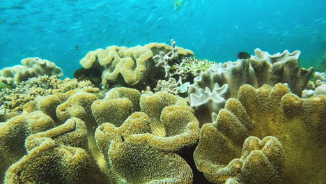 Fische-Schwimmen-Entlang-Der-Korallenriffe-Von-Raja-Ampat