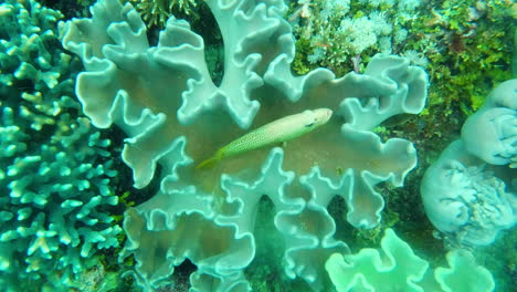 Versteckt-Zwischen-Den-Korallen