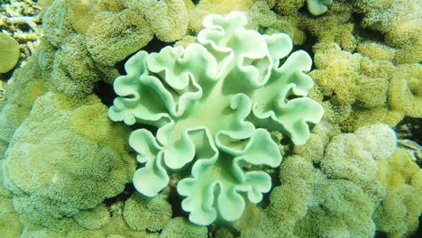 Grüne-Alcyoniidae-Korallen-In-Den-Riffen-Von-Raja