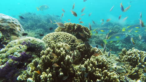Fische-Schwimmen-Unter-Wasser-Zwischen-Den-Korallen-In-Raja