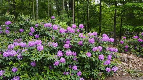 Up-close-shot-of-Rhododendrons-in-purple-bloom