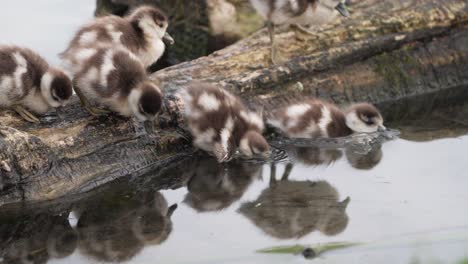 Cute-and-curious-greylag-goslings-slip-off-edge-into-shallow-water