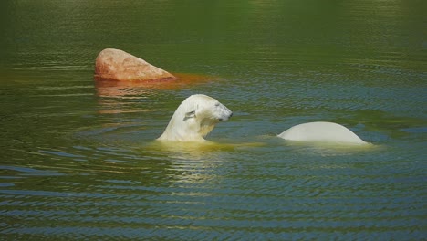 Slow-motion-footage-capturing-two-young-polar-bears-playing-around-in-a-water-enclosure,-at-a-wildlife-park-in-Sweden