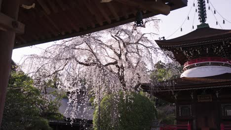 Japanese-Temple-in-Yoshino,-Spring-Sun-on-Blooming-Sakura-Trees-in-Garden