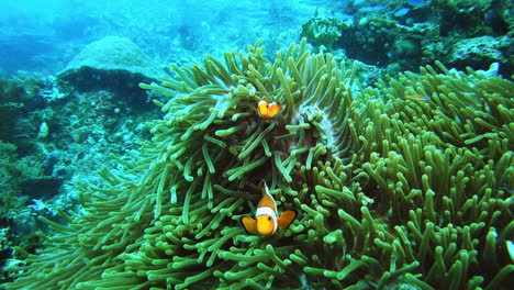 clown-fish-tangled-in-sea-anemone-deep