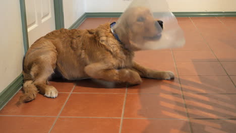 Golden-Retriever-Laying-On-Tiled-Floor-With-Cone-Collar-For-Protection