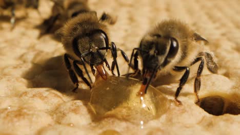 Close-up-macro-shot-of-two-bees-collecting-honey-from-drop