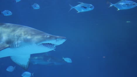 Ein-Riesenhai-Schwimmt-In-Seinem-Wassergehege-Im-Roanoke-Aquarium-Am-Außenufer