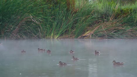 Ducks-at-the-Sepulveda-Wildlife-Reserve-in-Encino,-California