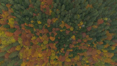 Aerial-above-Balkan-forest-with-autumn-colors