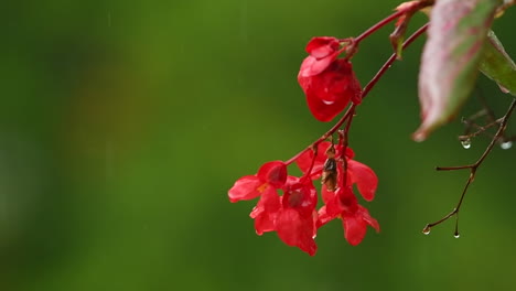 Red-impatiens-flower-on-green-background-in-rain,-red-balcony-flowers,-background-out-of-focus,-rain-drops-falling-on-petals-and-splatter-all-around