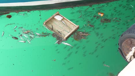 fish-swim-in-the-sea-garbage