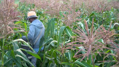 Focus-shift-from-corn-stalk-to-farmer-picking-corn-in-the-field-by-hand