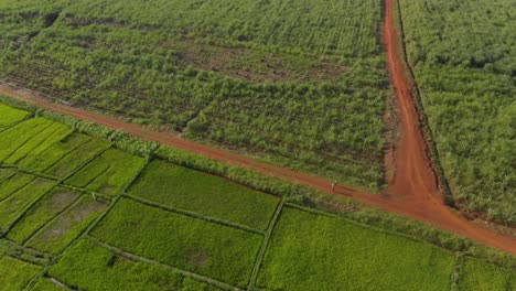 Luftaufnahme-Aus-Der-Vogelperspektive-Von-Menschen,-Die-Auf-Einer-Unbefestigten-Straße-An-Landwirtschaftlichen-Feldern-In-Afrika-Entlanggehen