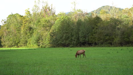 Female-Elk-Grazing-the-Grass-below-the-Great-Smokey-Mountains