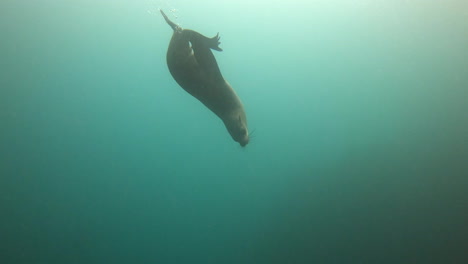 One-of-the-fastest-animals-in-the-ocean