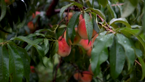 Closeup-of-ripe-red-peach-on-a-tree-ready-for-picking