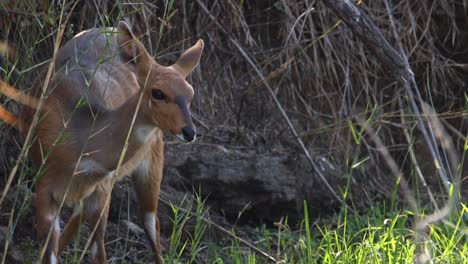 Aufnahmen-Eines-Jungen-Buschbock-Mutterschafs-Beim-Fressen-Und-Trinken-Von-Wasser-An-Einem-Natürlichen-See-In-Einem-Nationalpark-In-Südafrika