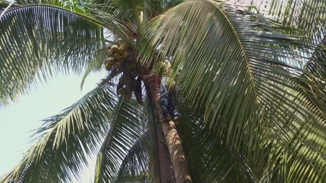 Costa-Rican-tree-trimmer-climbs-a-tall-palm-tree-with-no-safety-ropes-and-uses-a-machete-to-cut-of-a-frond-on-the-beaches-of-Punta-Banco,-Costa-Rica