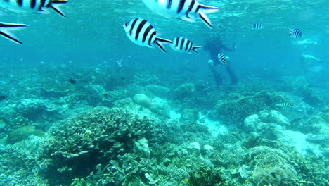 scuba-divers-capturing-footage-of-sea-life