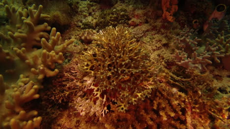 Encuentran-Refugio-Y-Protección-En-Los-Corales