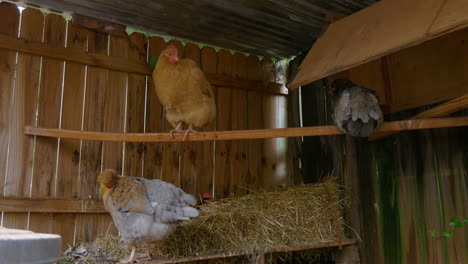 Drei-Hühner-Schlafen-Und-Putzen-Sich-In-Einem-Hühnerstall