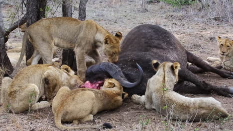 Junge-Löwen-Haben-Die-Chance,-Sich-Im-Greater-Kruger-Park-Von-Einem-Riesigen-Afrikanischen-Büffelbullen-Zu-Ernähren
