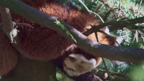Roter-Panda-Schläft-Auf-Baum