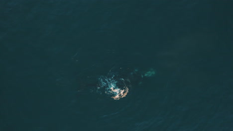 4K-Luftdrohnenaufnahmen-Eines-Hinausschwimmenden-Wals