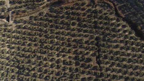 Eine-Luftaufnahme-Von-Oben-Nach-Unten-Mit-Regelmäßigen-Reihen-Von-Olivenbäumen-In-Einem-Olivenhain-Auf-Einem-Hügel-Mit-Trockenem-Boden
