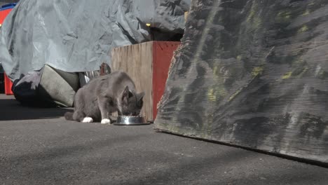 Streunende-Katze,-Die-Unter-Einem-Geparkten-Auto-Läuft