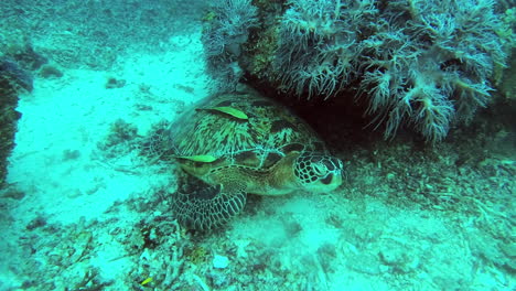 Eine-Grüne-Meeresschildkröte,-Die-In-Den-Korallenriffen-Ruht