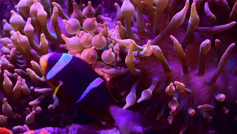 Tropische-Unterwasserblume
