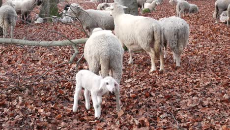 Newborn-lamb-with-mother-and-herde-on-a-cold-winter-day