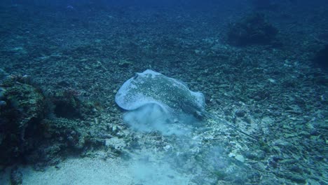 A-big-marble-ray-is-swimming-in-deep-water