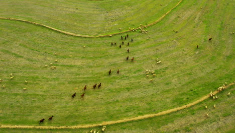 Hungry-grazers-love-a-good-green-field