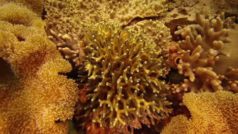 Los-Corales-Son-Nuestro-Reino-Para-Proteger
