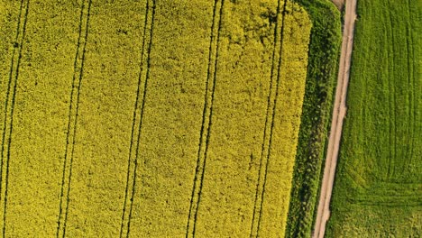 aerial-top-down-view-of-tractor-lines-in-a-rapeseed-field-with-spring-yellow-flowers-in-a-small-village,-countryside-switzerland