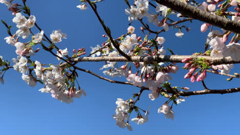 Pink-Cherry-Blossoms-flowers-move-fluidly-on-a-blue-sky-day-at-Asukayama-Park
