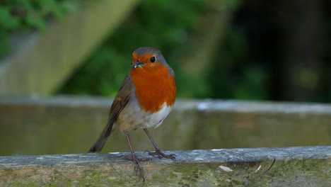 Close-up-of-a-Robin-on-a-fence-post-with-a-live-green-caterpillar-in-its-beak